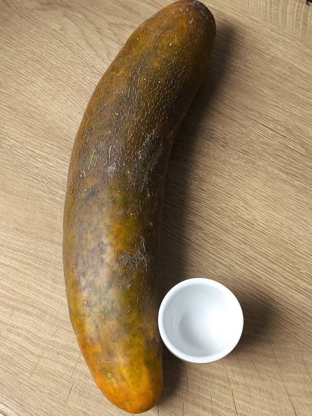 Tante Alice uborka - Quebec-i tájfajta, Cucumis sativus, uborka